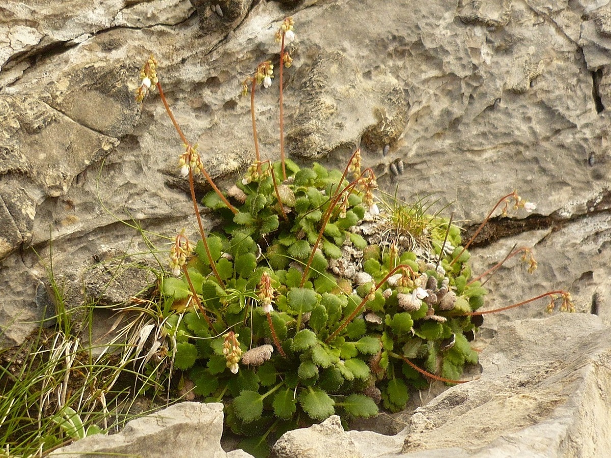 Saxifraga hirsuta subsp. paucicrenata (Saxifragaceae)